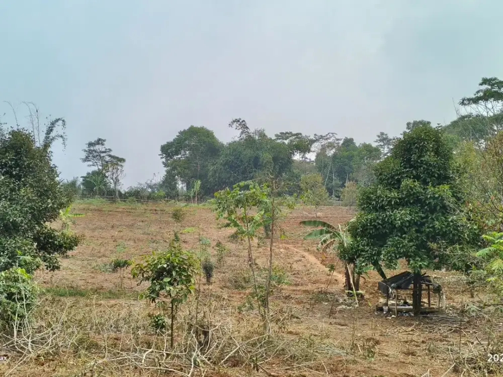 Dijual Tanah Kebun Subur 6.800m² di Bojong Purwakarta – Akses Mobil Sampai Lahan