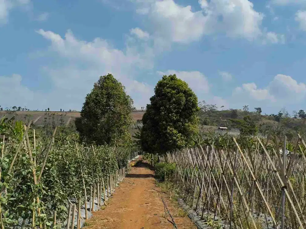 Kebun Produktif 1 Hektar di Bojong Purwakarta – Bonus Rumah Siap Huni & View Gunung Burangrang