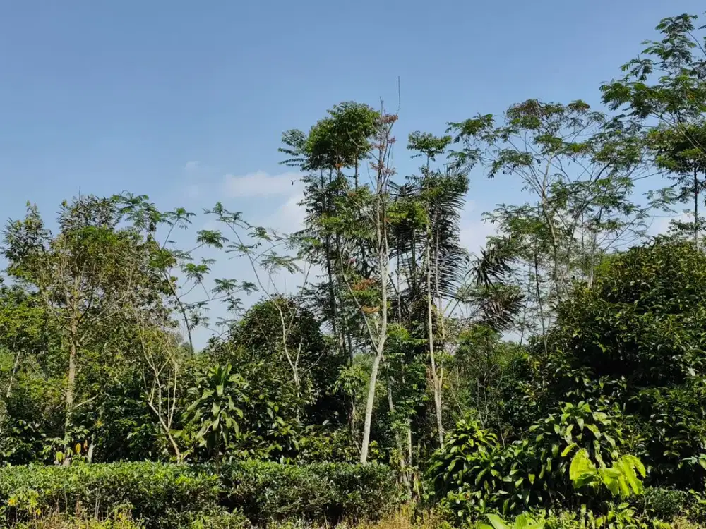 Dijual Tanah Kebun Asri Kontur Datar di Bojong Purwakarta, Cocok untuk Investasi Masa Depan