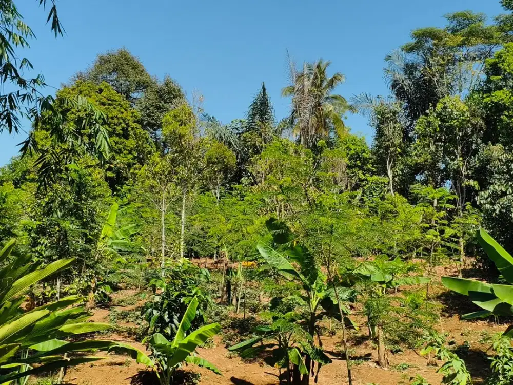 Hanya 150 Juta! Lahan Kebun Strategis 1.200m² di Bojong Purwakarta, Akses Mobil & Tengah Pemukiman