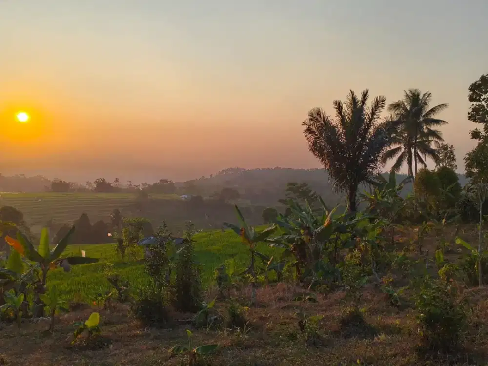 Dijual Lahan Kebun 2.100m² SHM di Bojong Purwakarta – View Pesona Sawah & Dekat Pemukiman