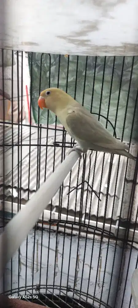 Lovebird pb balibu