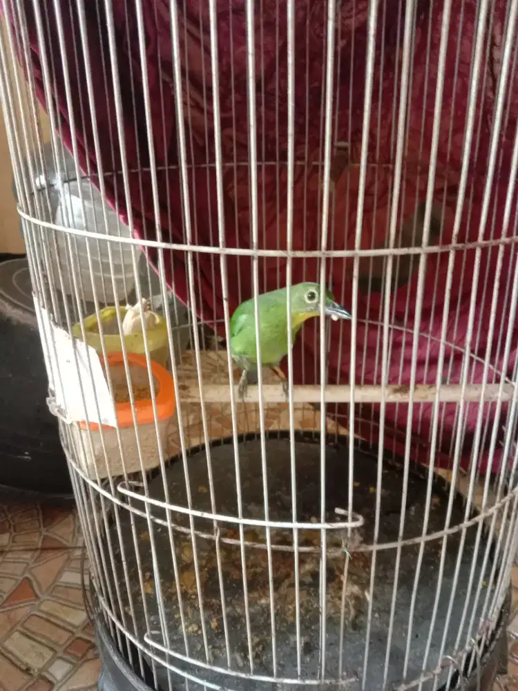 Burung & Kandangnya Hejo Betina