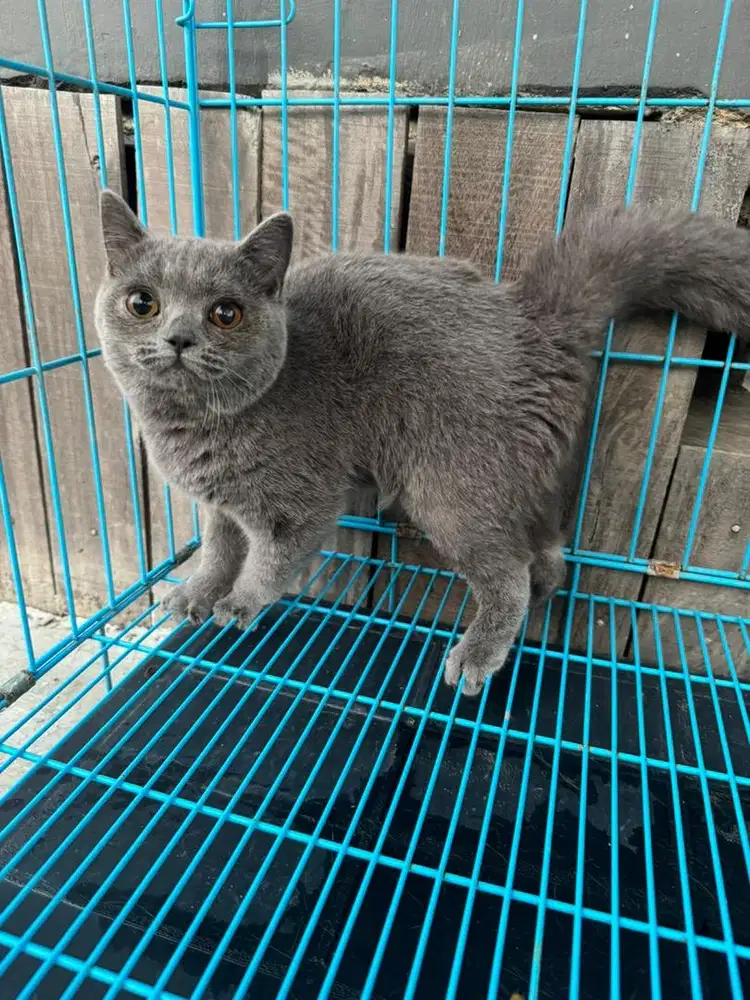British Short Hair / BSH Kitten 4.5 Bulan Jantan