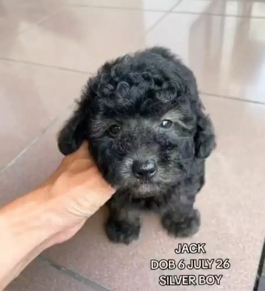 Toy Poodle silver jantan •JACK•