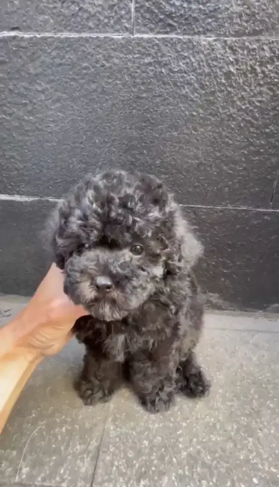 Toy Poodle silver betina