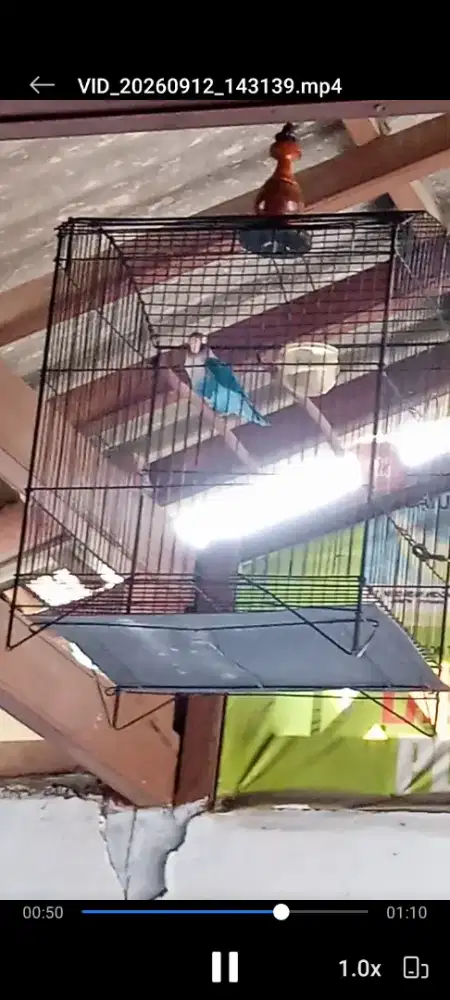 Lovebird gacor ekek tik tik pajang