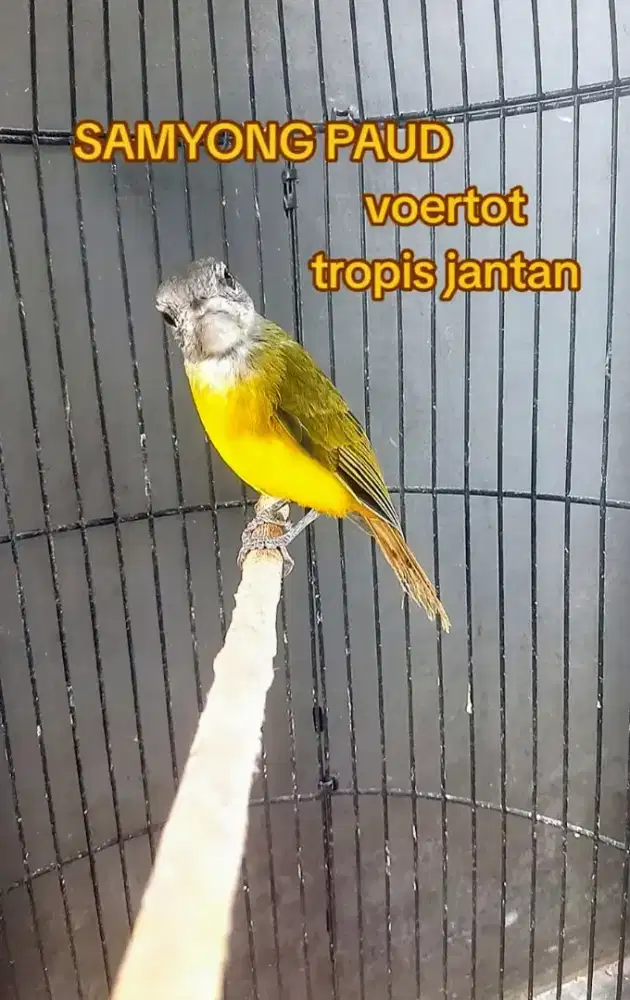 Samyong tropis jntan