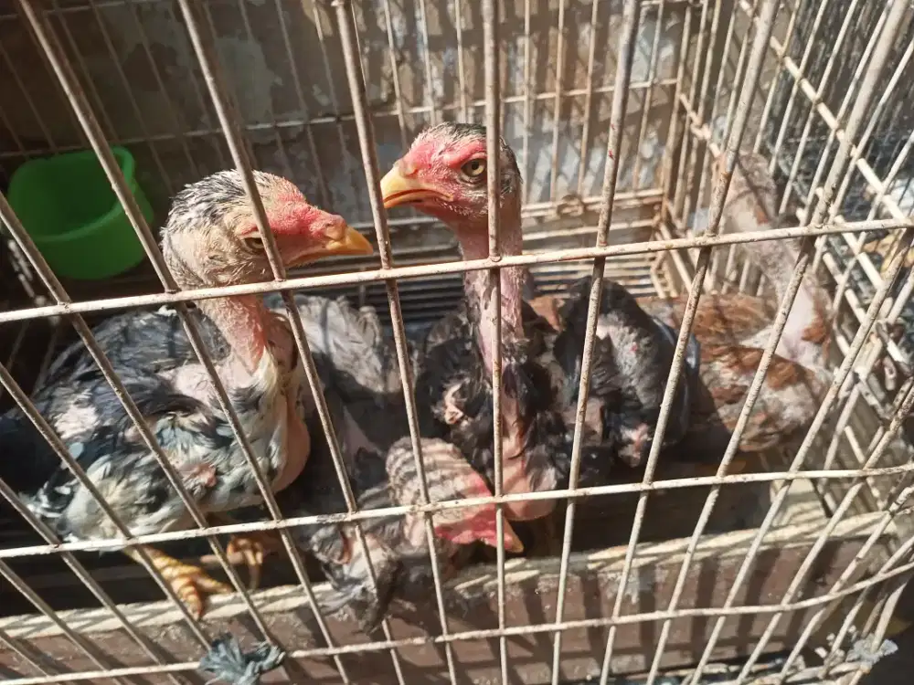 Ayam Bangkok super usia 2 bln sd 4 bln