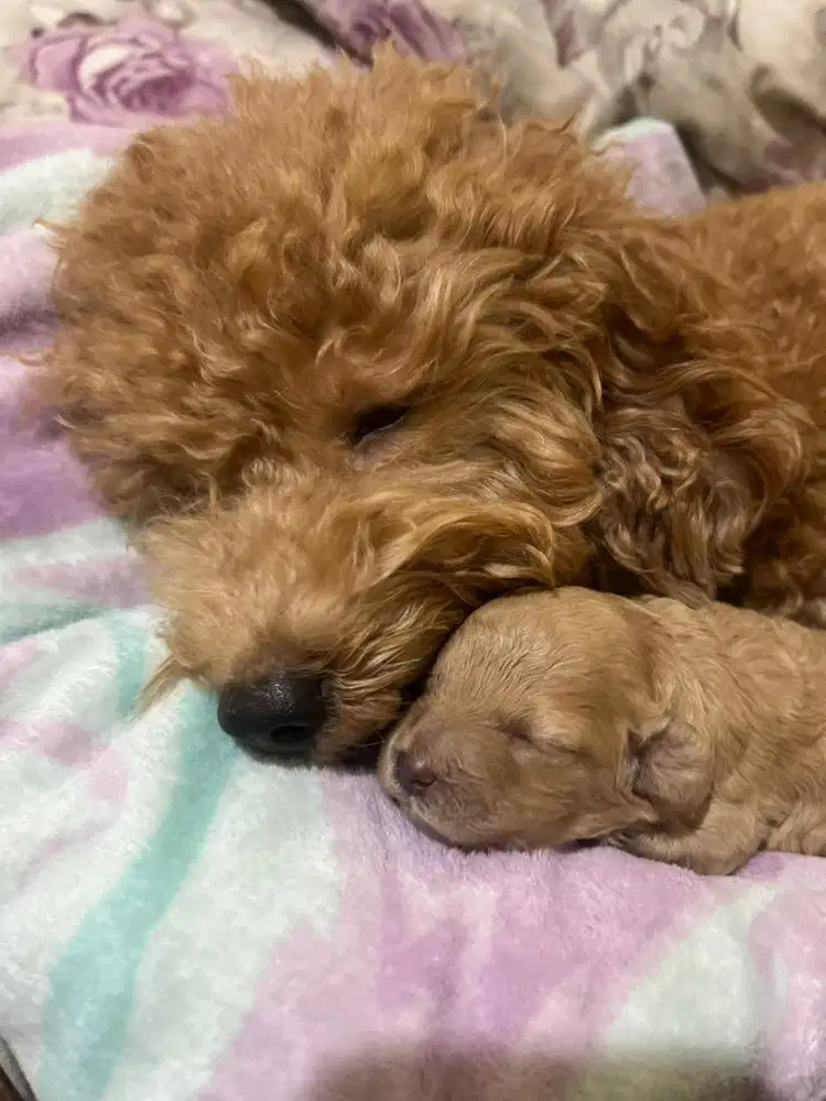 Anak anjing poodle, poodle puppy