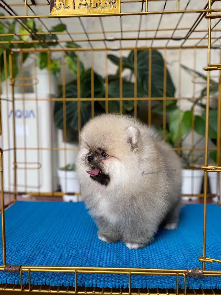 Pomeranian Betina
