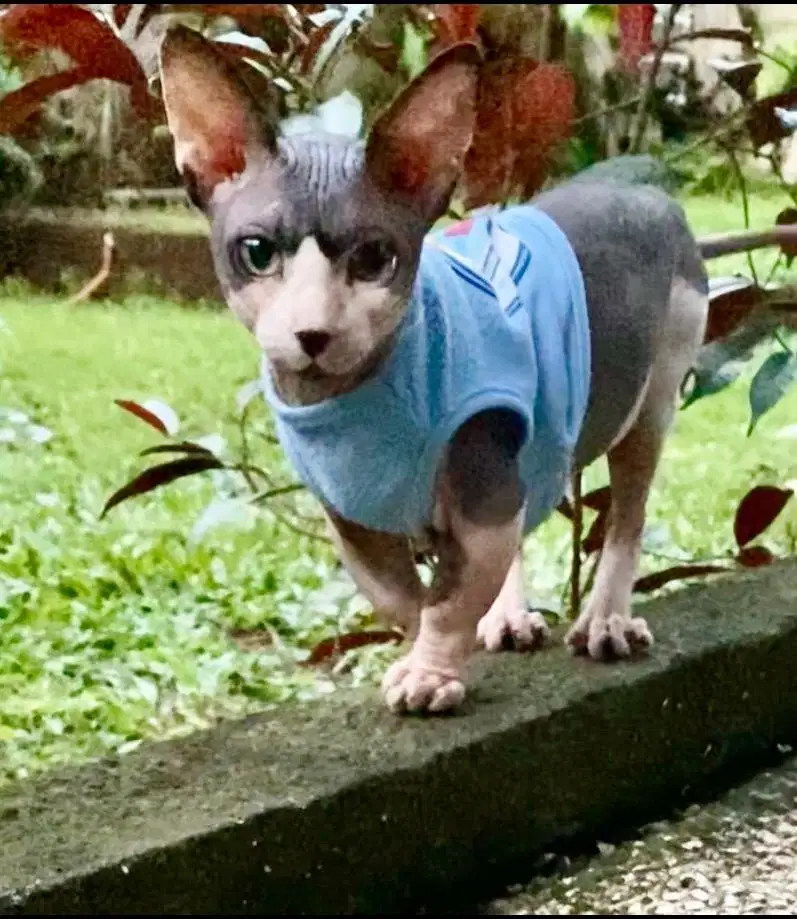 jasa pacak sphynx bambino