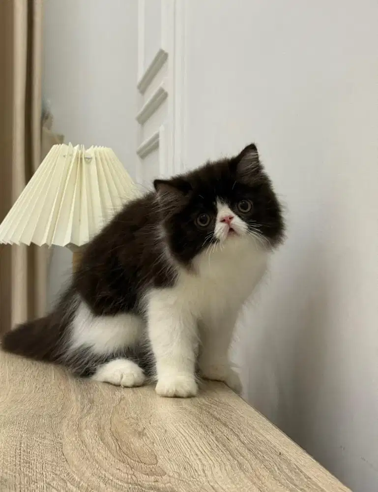 Peaknose jantan 3 bulan