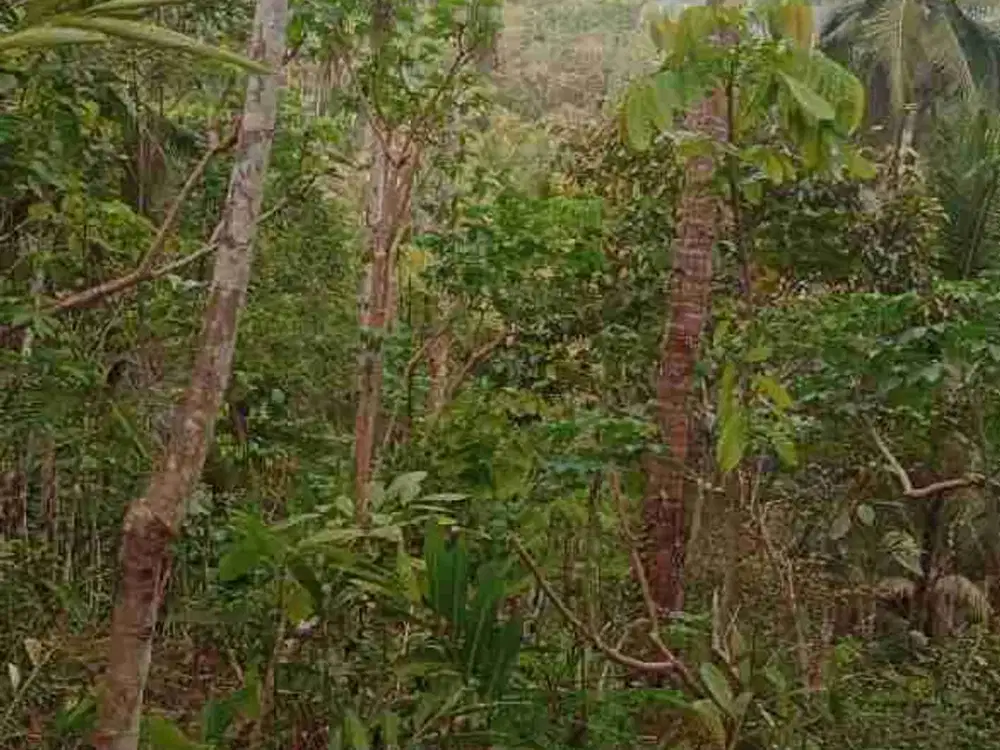 Tanah Murah View pegunungan Menoreh di kokap Kulon Progo