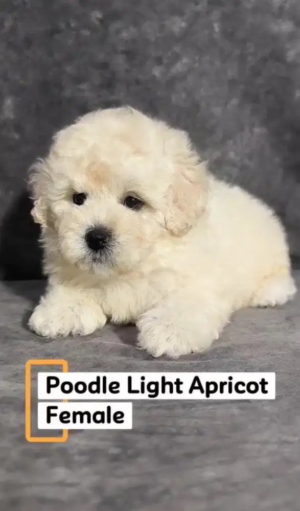 Puppies Poodle female  Vaksin only