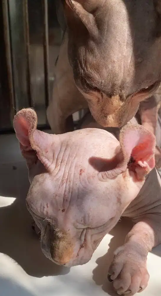 jasa pacak kucing sphynx bambino