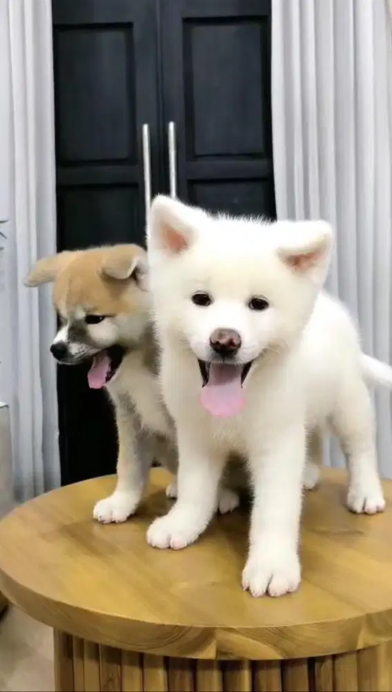 Puppies Japannese Akita Male Stb✅ Vaksin✅