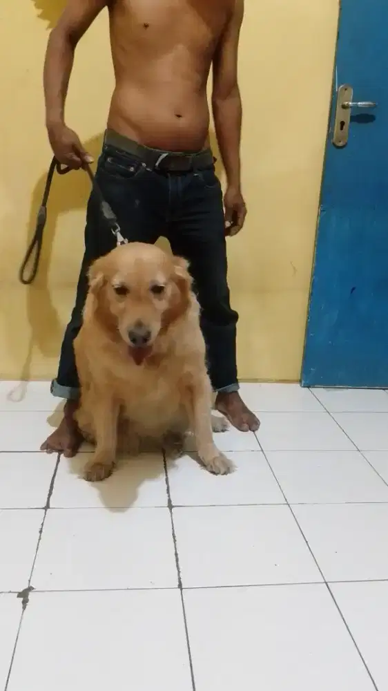 Jual anjing golden