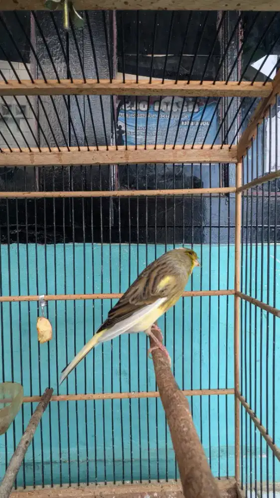 Burung kenari F2ys big