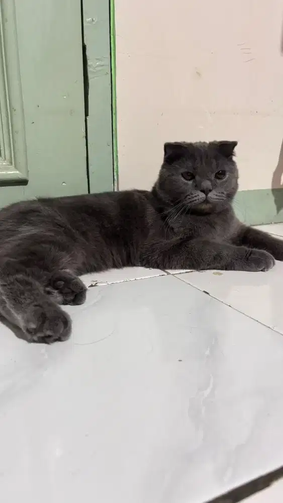 Scottish fold kitten jdhin bsh munchkin ragdoll peaknose