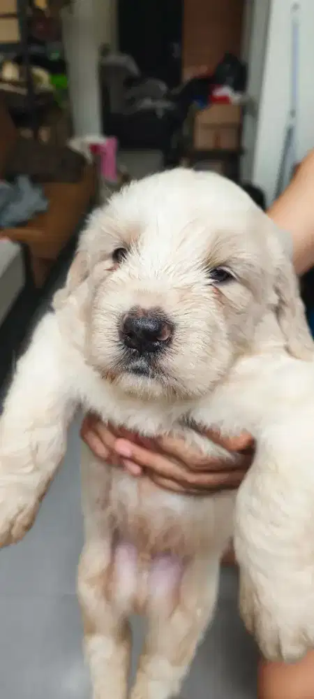 Anjing Puppy clumber spaniel mix breed