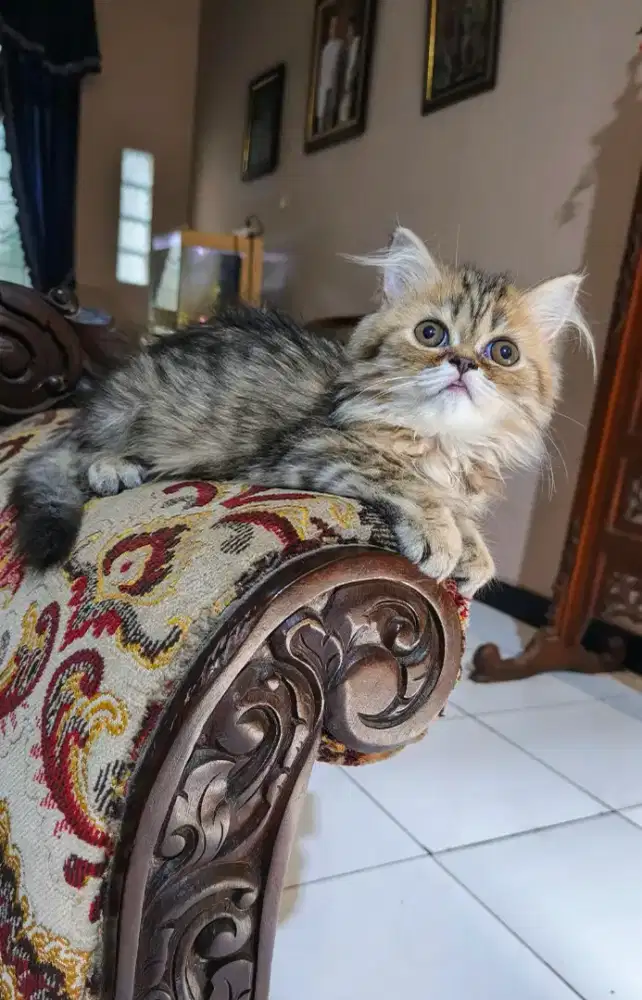 Kitten Persia Betina 3 Bulan
