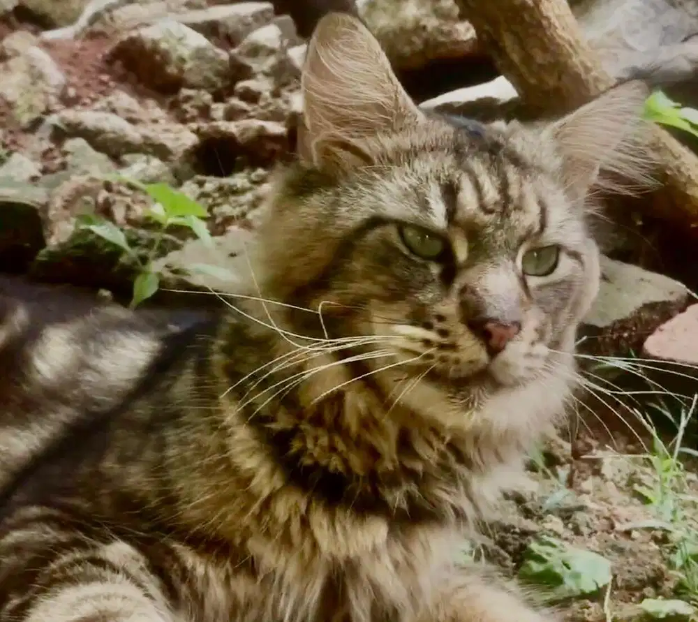 jasa pacak kucing mainecoon