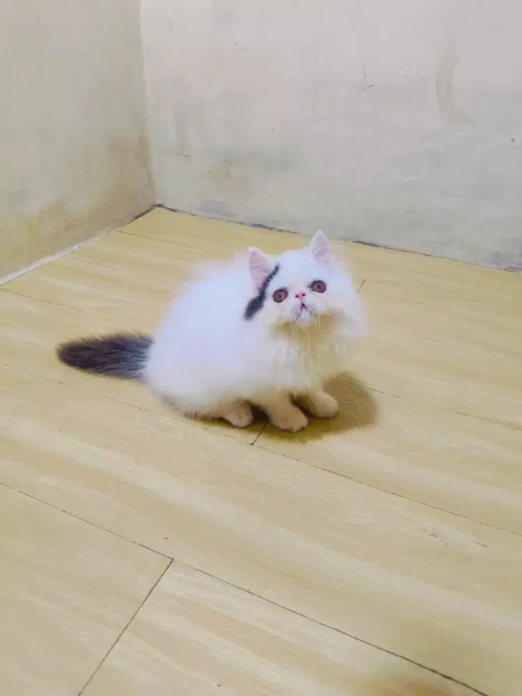 Kitten Peaknose