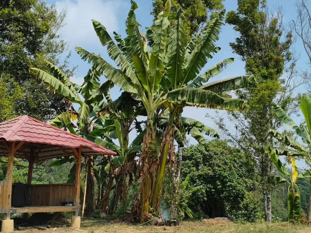 Kebun Durian & Pala Premium 1.5 Ha di Bojong Purwakarta – Lahan Strategis, Siap Investasi Masa Depan