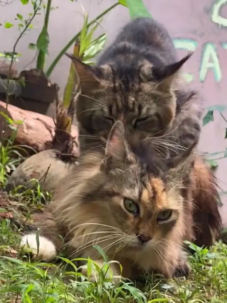 jasa pacak kucing mainecoon