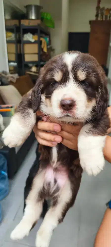 Anjing Puppy clumber spaniel mix breed