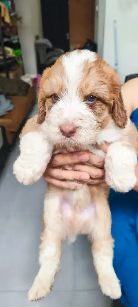 Anjing Puppy clumber spaniel mix breed