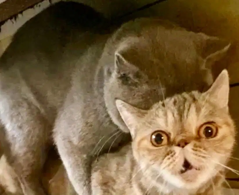 jasa pacak kucing bsh munchkin blue