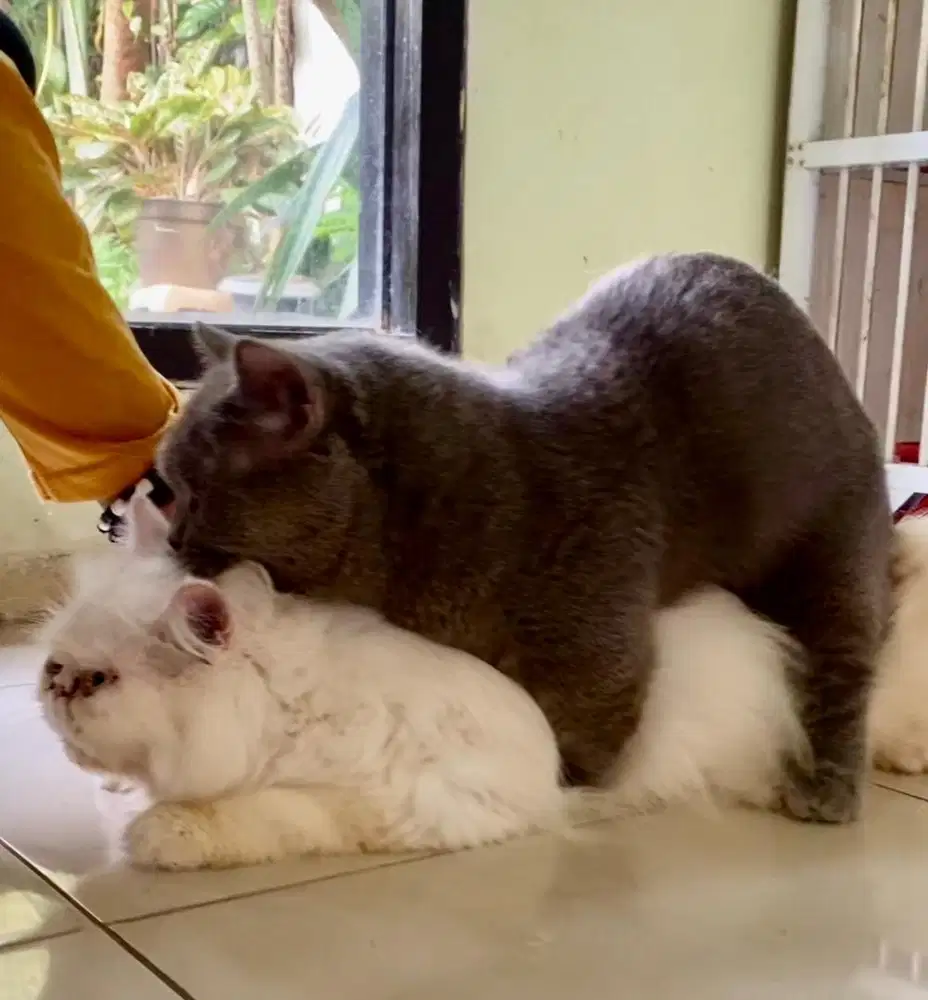 jasa pacak kucing bsh kunchkin blue