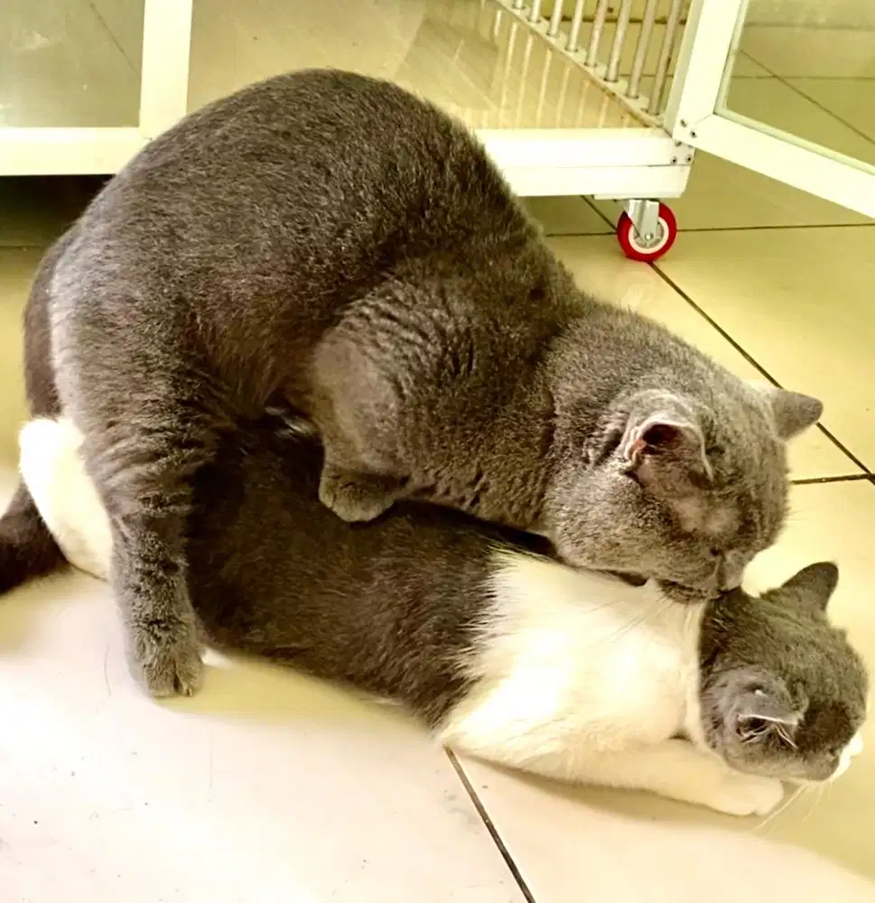 jasa pacak kucing bsh munchkin blue