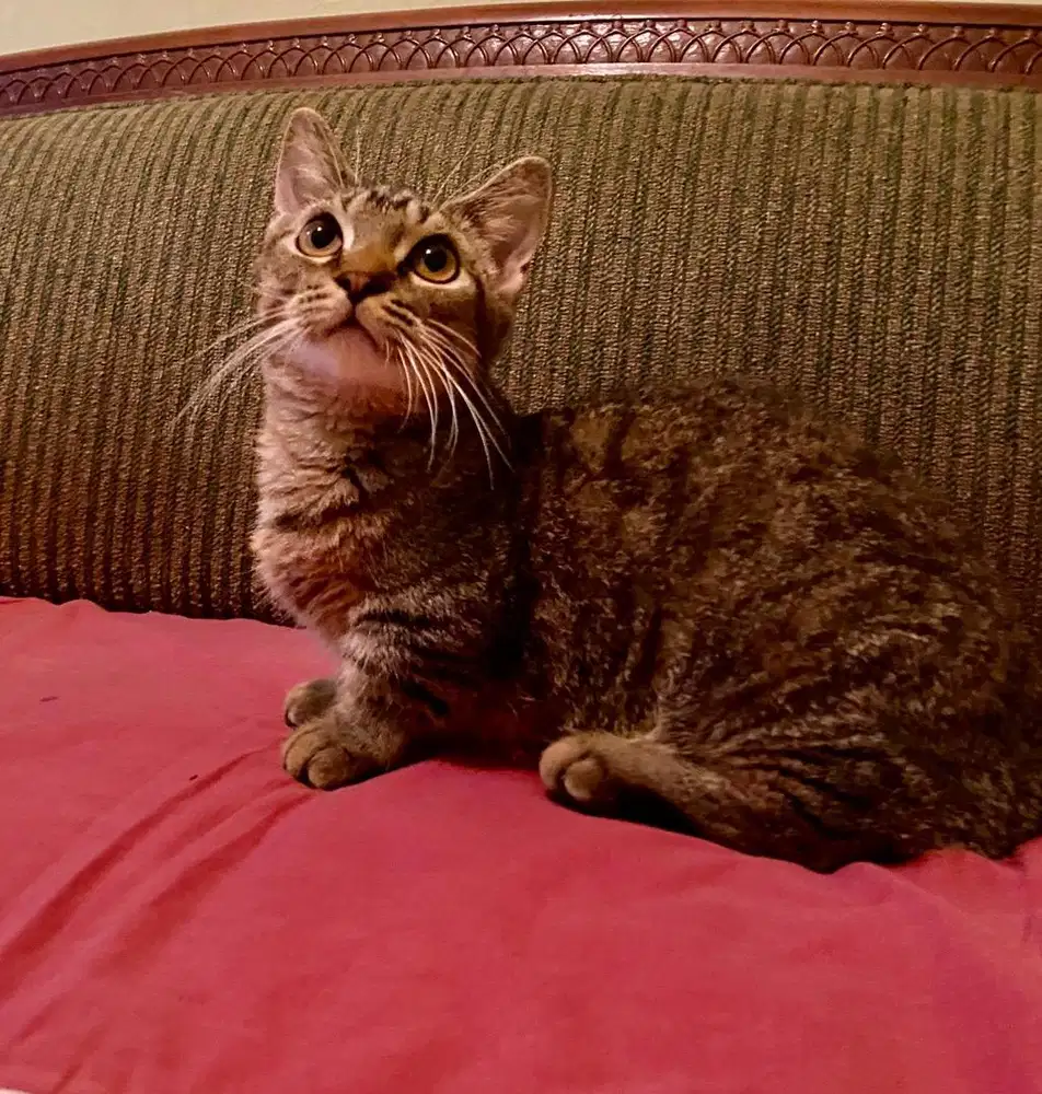 kucing munchkin mujaer jantan
