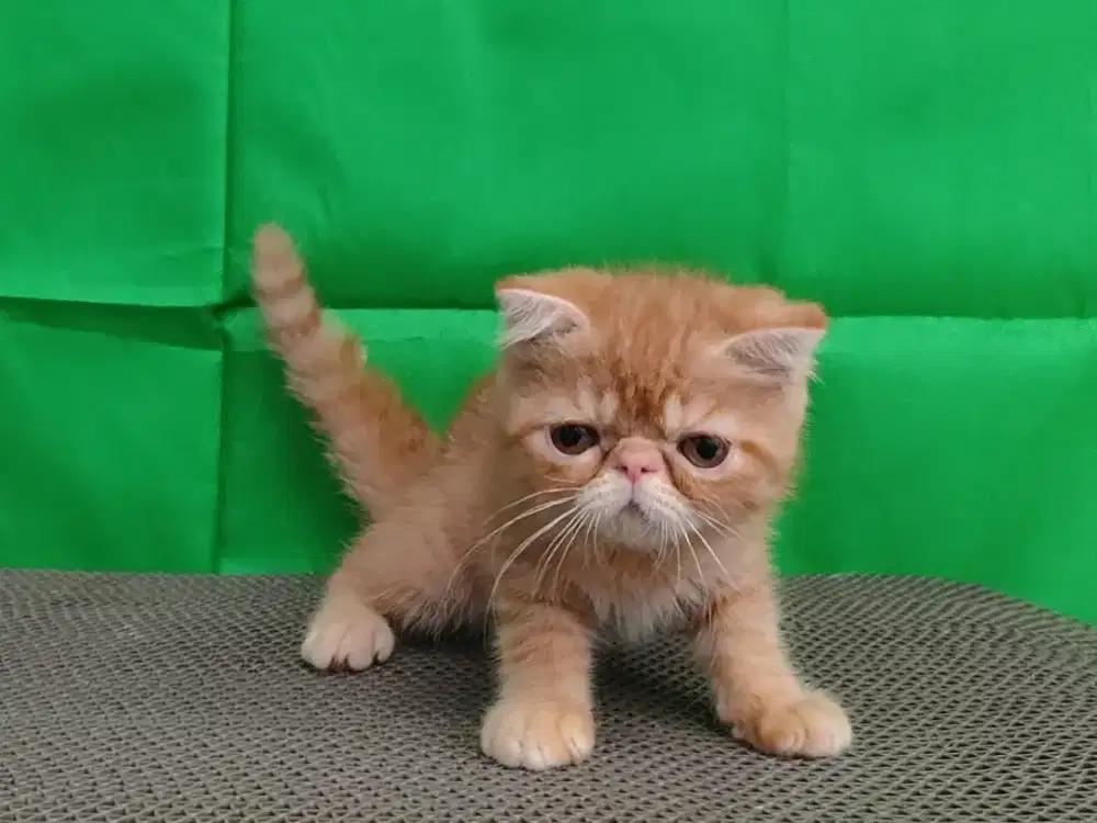 Kitten foldex betina