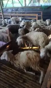 25 ekor bakalan domba jantan 6 bln 15-16 kiloan siap ternak budidaya