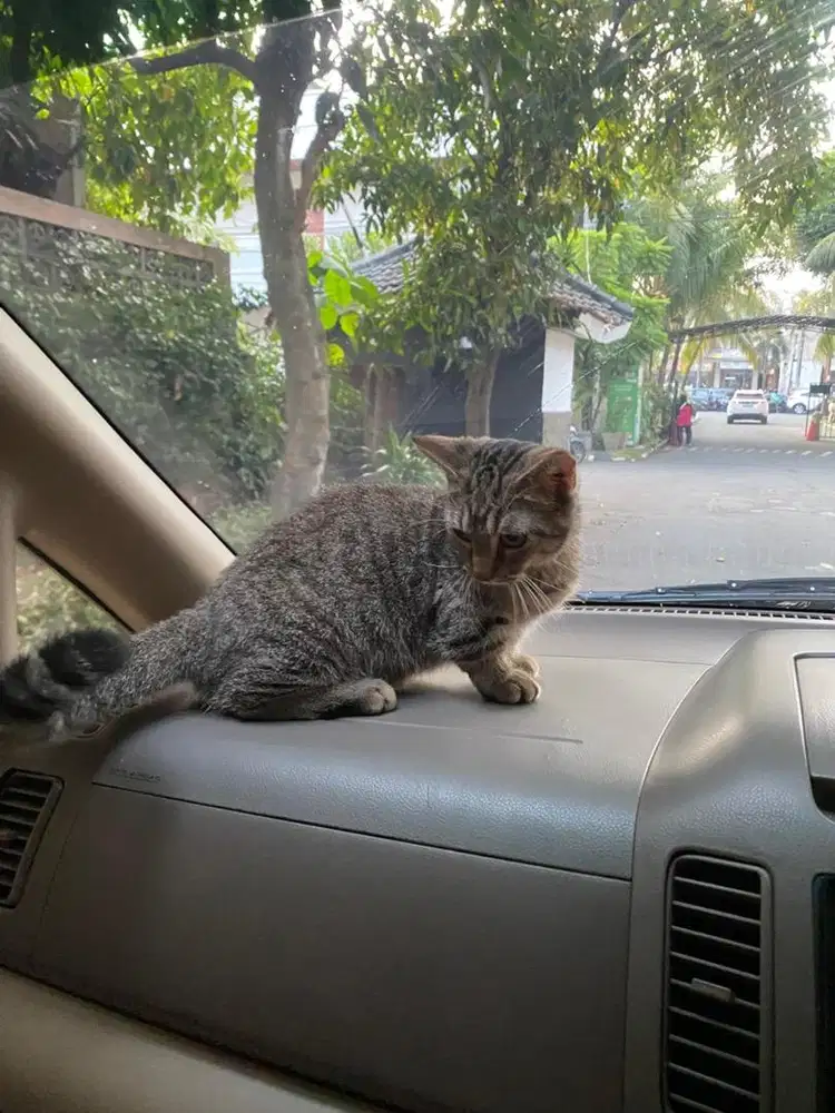 kucing munchkin jantan