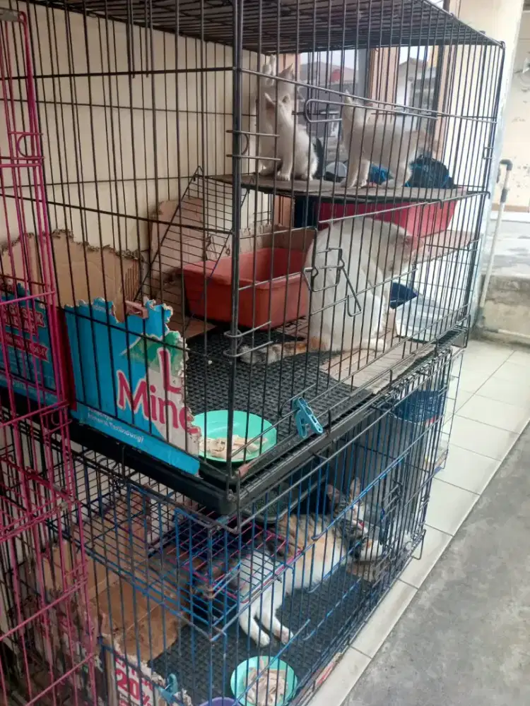 Di jual Murmer kandang kucing size besar