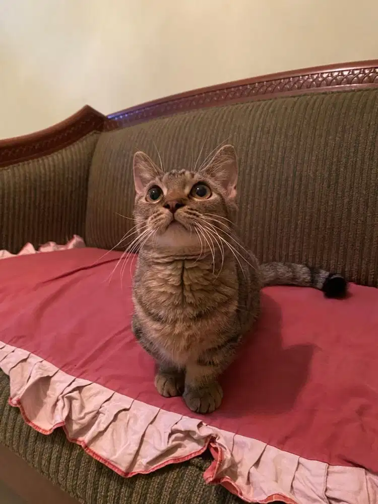 kucing munchkin jantan
