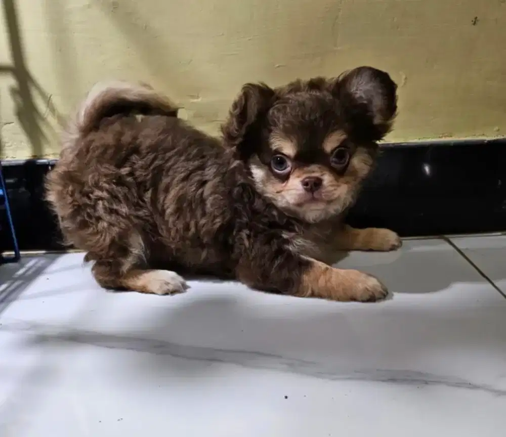Chihuahua Longhair Jantan