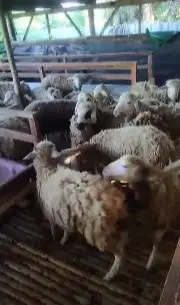 paketan 25 ekor bakalan domba jantan 6 bln 15-16 kiloan siap digemukin