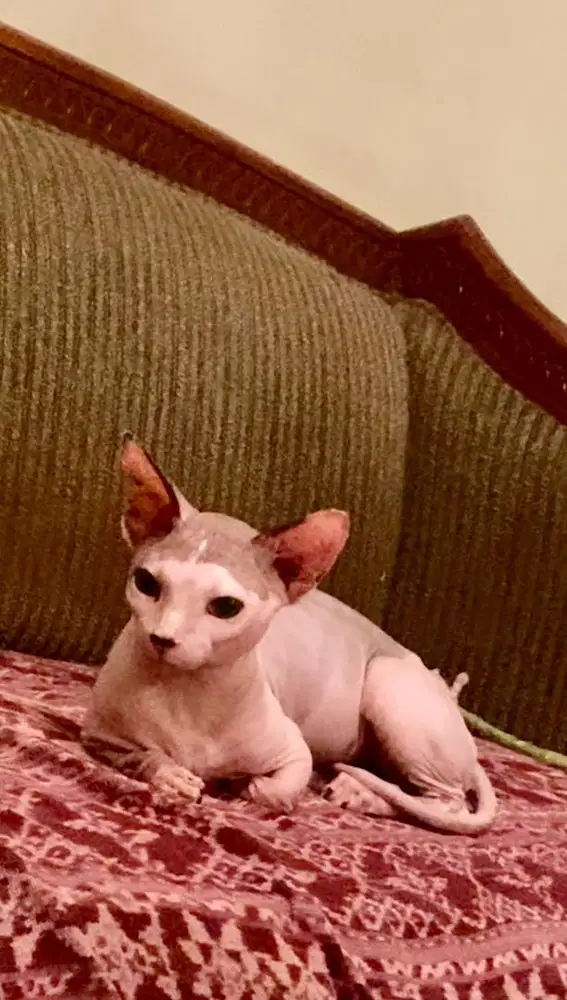kucing sphynx bambino