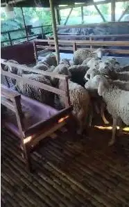 25 ekor bakalan domba jantan 6 bln 15-16 kiloan siap penggemukan puas