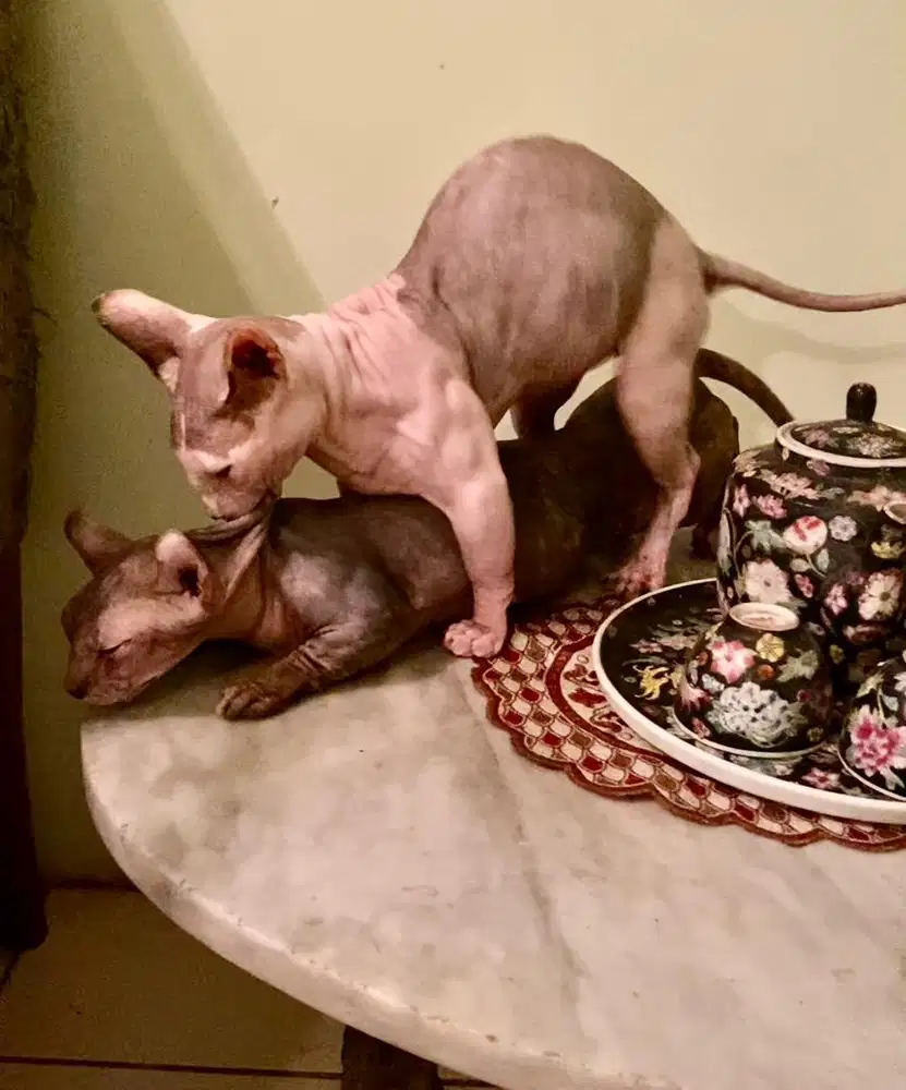 kucing sphynx bambino jantan