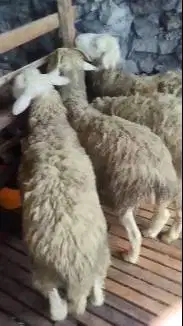 25 ekor bakalan domba jantan 6 bln 15-16 kiloan siap ternak digemukin