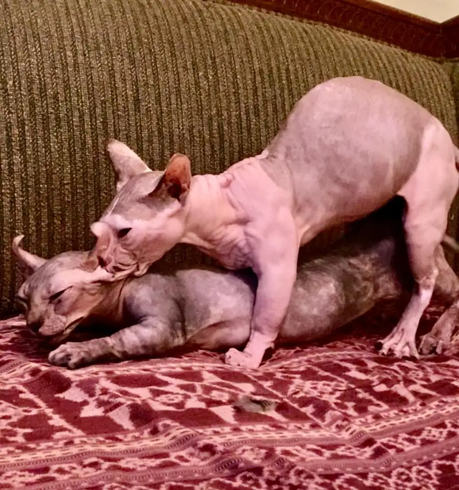 kucing sphynx bambino jantan