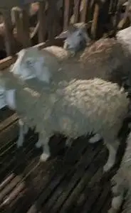 25 ekor bakalan domba jantan 6 bln 15-16kiloan siap penggemukan qurban