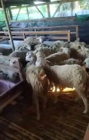 25 ekor bakalan domba jantan 6 bln 15-16 kiloan siap penggemukan puas
